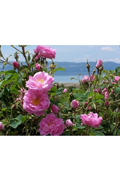 bahçevilya Dikensiz Isparta Gülü Orjinal Reçellik Yenilebilir fidan 1-2 yaş arası saksılı