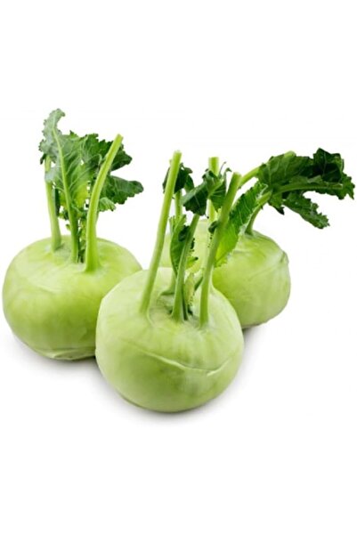 Genel Markalar AGRODAL TARIM Yerli Doğal kohlrabi Yer Lahanası Cehennem Topuz...