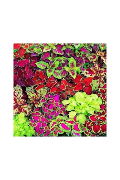 Mimoza Yaprak Güzeli Kolyos Çiçeği Karışık Renk 3 Adet 10-20 cm