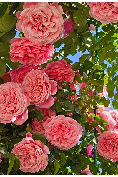 doğaşık Dikensiz Isparta Gülü Fidanı Reçellik ve Yenilebilir 1-2 Yaş Arası