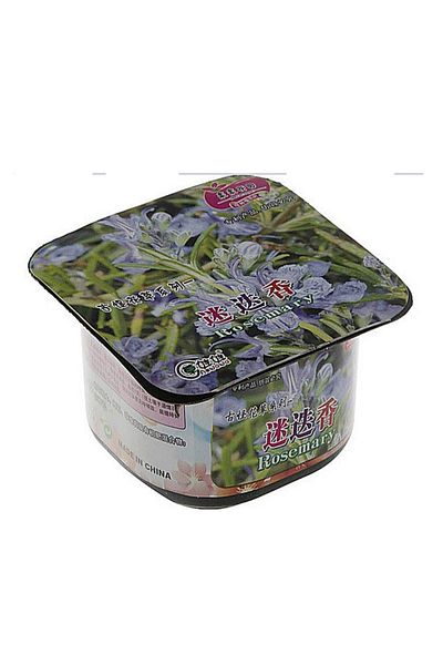 Aowawa The amazing rosemary plant, a plate that grows within weeks when watered, size 9 x 9 x 5 cm