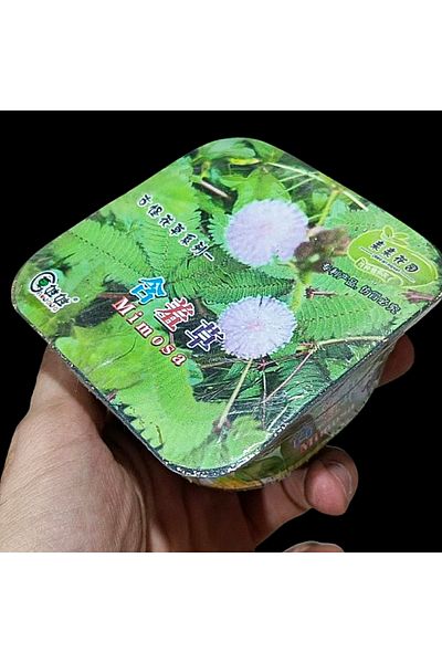 Aowawa The miraculous plant Mimosa, a plate that grows in weeks when watered, size 9 x 9 x 5 cm