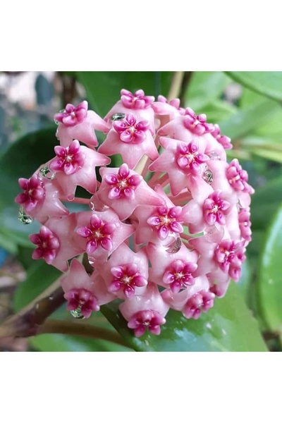 Yades Mum Çiçeği Dantelli Pembe 10-15cm Ev Salon Bitkisi Fidanı