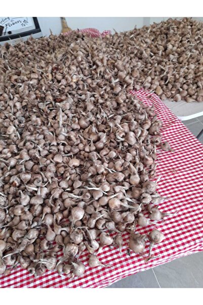 ERVA PEYSAJ Özel Dikime Hazır Yerli Üretim Büyük Boy 1. Kalite Safranbolu Safran Bitkisi Soğanı 100 Adet