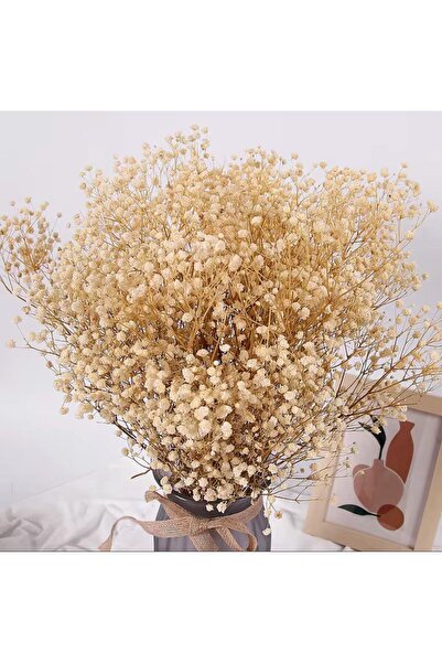 tml temalife Kuru Çiçek Doğal KREM BEYAZ Cipso 1. Kalite Şoklanmış Bozulmaz GELİN ÇİCEĞİ DEKORATİF SÜSLEME
