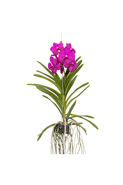 Betonish Vanda Tayanee 'Cerise' (Vanda Orkide)