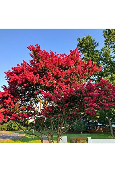 ASES Saksıda kırmızı oya ağacı fidanı yaş 3, boy 120-140 cm