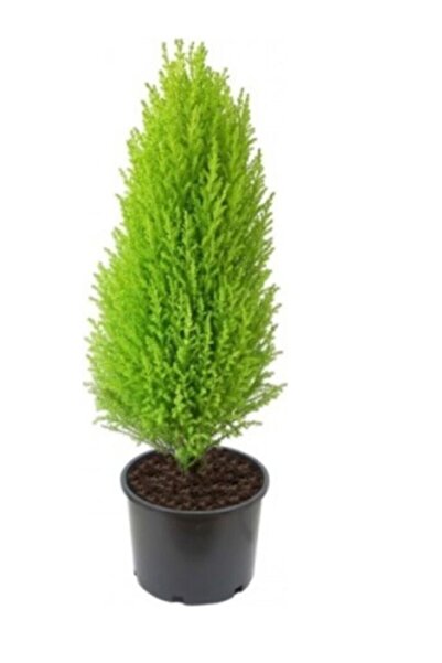 körfezgardens Limon Çamı Limoni Servi 2 Yaşında Fidan 30-35 Cm Boy limoncam1
