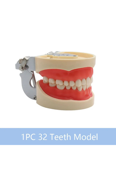 Choice 32 Teeth Model 32 Teeth Dental Teaching Model Soft Gum Resin Typodont Teeth Model for Dentist Practi