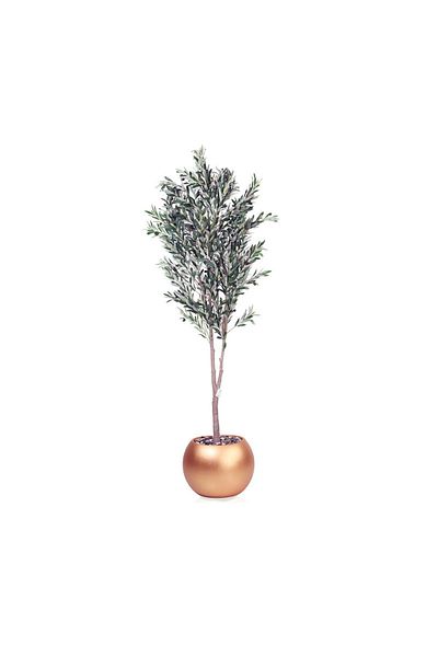 DEC31 Olive tree in a plastic pot, gold color