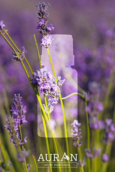 AURAN Lavanta Esansiyel Uçucu Koku Yağı Buhurdanlık Yağı Difüzör Esansı Hobi Esans Ortam Oda Kokusu 10ml