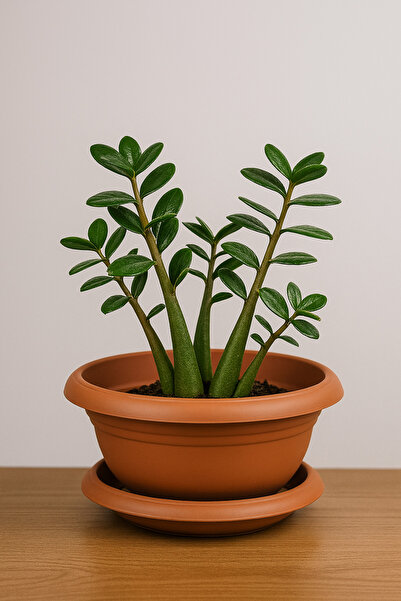 ToXA 6,5 Litre Kahverengi Aranjman Saksı Tabaklı Plastik Menekşe Kaktüs Çiçek...