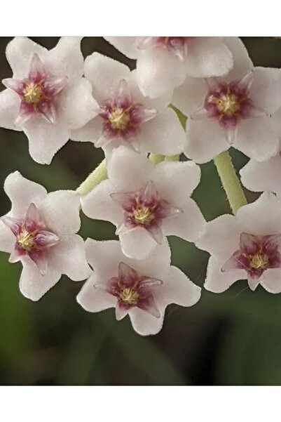 PLANT Hoya Nummularioides Silver Mum Çiçeği