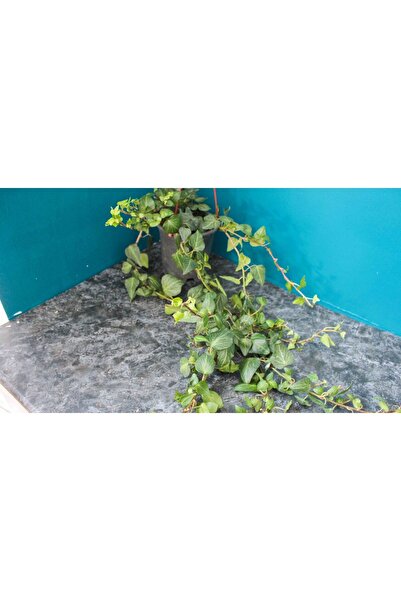 Mimoza Hedera Helix Sarmaşık Duvar Sarmaşığı Orman Sarmaşığı Salon Sarmaşığı