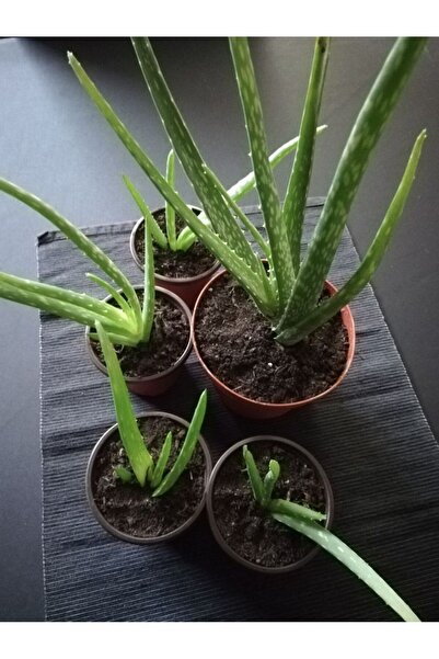 Elimin Çamuru Aleo vera Bitki Çok Büyüyen Aloe Vera Bitkisi Fidanı 25 Cm Saks...