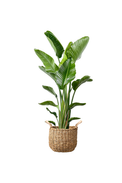 Fidanburada Starliçe XL (Strelitzia) Basic Hasır Saksılı
