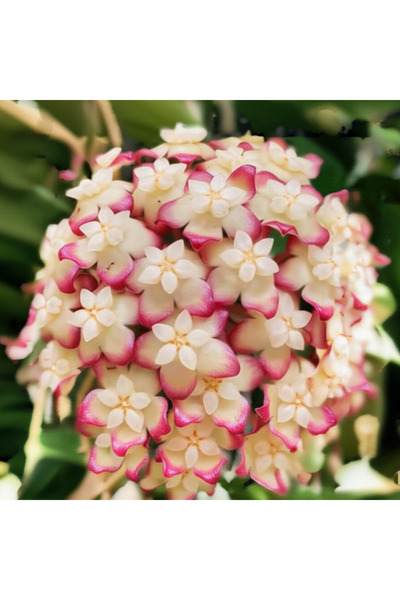 Yades Büyüleyici Beyaz & Pembe Hoya Mum Çiçeği Fidanı Hoya