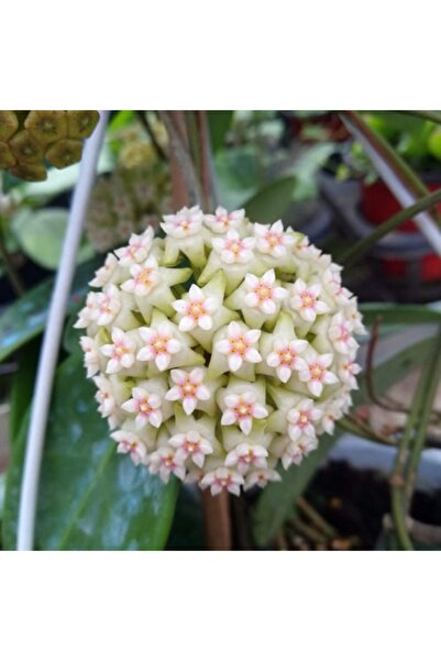 Yades Hoya 'Snowflake Kar Tanesi Hoya Mum Çiçeği Fidanı