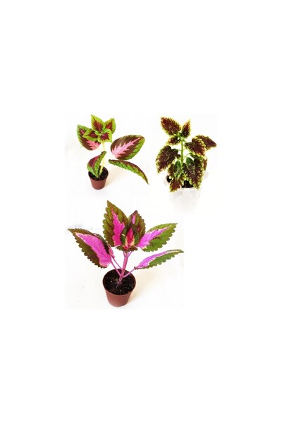 Mimoza Yaprak Güzeli Set- Kolyos Mix 3 Adet 10-20 cm