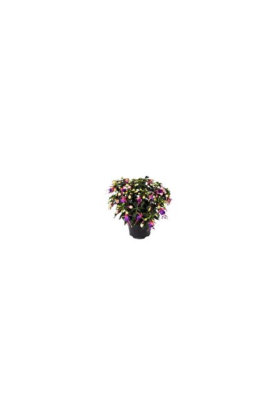 Mimoza Fuchsia Küpeli Çiçeği Fidanı 10-20 cm
