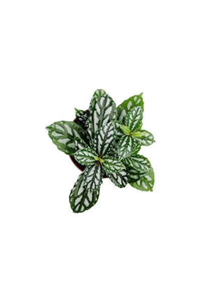 Mimoza Pilea Cadierei Karyağdı Çiçeği Iç Mekan Bitkisi 10-20 cm