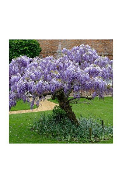 Mimoza Yoğun Kokulu Mor Salkım Fidanı (40-60 Cm)