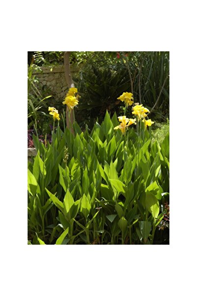 Mimoza Canna Indica Yellow Sarı Tesbih Çiçeği Saksıda 10-20 cm