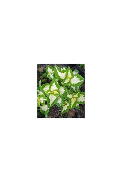 Mimoza Yaprak Güzeli Cam Güzeli Çiçeği Özel Renk 10-20 cm