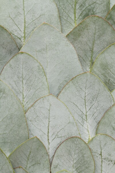 Harikabirev Amazing | Green Eucalyptus Pattern Elegant Model | Framed Tempered Glass Table Single Vertical