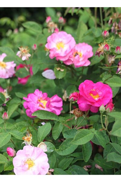 bahçevilya Dikensiz Isparta Gülü Orjinal Reçellik Yenilebilir fidan 1-2 yaş arası saksılı