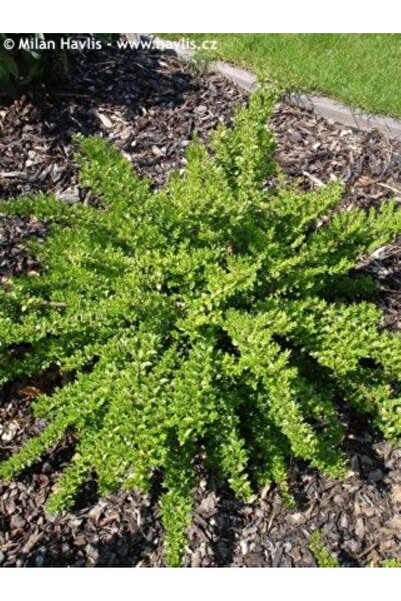 bahçevilya Bodur Hanımeli [lonicera Nitida] Fidanı Bodur Çit Bitkisi 1-2 yaş ...