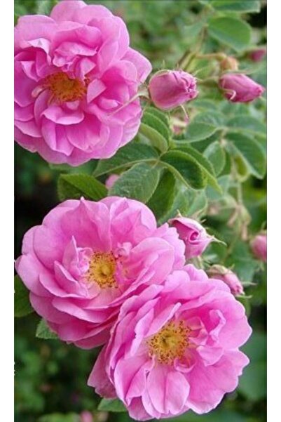 bahçevilya Dikensiz Isparta Gülü Orjinal Reçellik Yenilebilir fidan 1-2 yaş arası saksılı