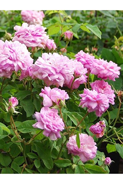 bahçevilya Dikensiz Isparta Gülü Orjinal Reçellik Yenilebilir fidan 1-2 yaş arası saksılı