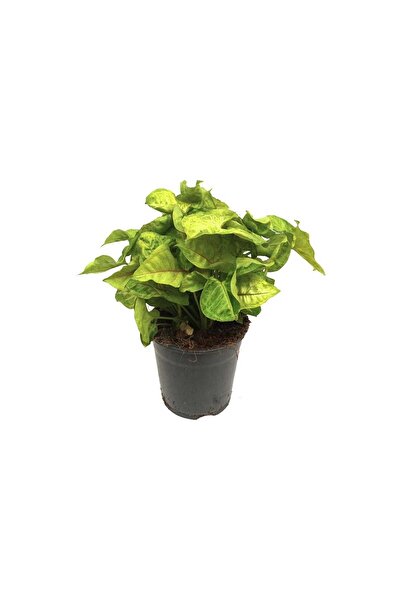 Palmiye Syngonium Podophyllum Melek Kanadı Çiçeği 10-20 cm