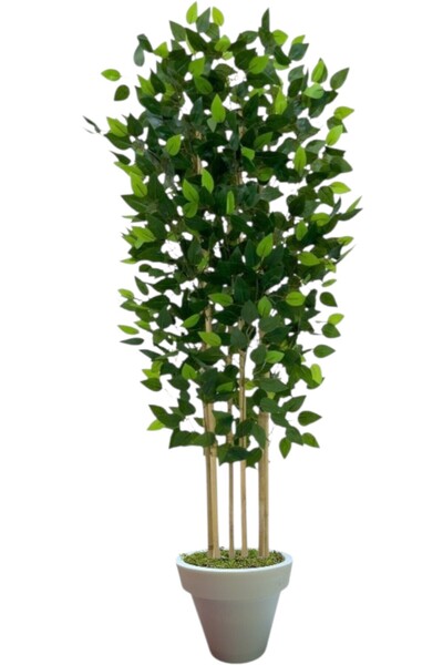 ERHAN FLOWERS ÇİÇEK & DEKORASYON 120 cm benjamin 5 çubuklu beyaz plastik saksı