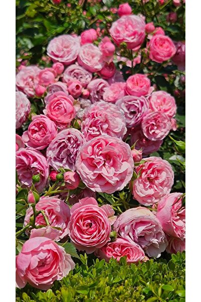 doğaşık Dikensiz Isparta Gülü Fidanı Reçellik ve Yenilebilir 1-2 Yaş Arası