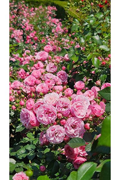 doğaşık Dikensiz Isparta Gülü Fidanı Reçellik ve Yenilebilir 1-2 Yaş Arası