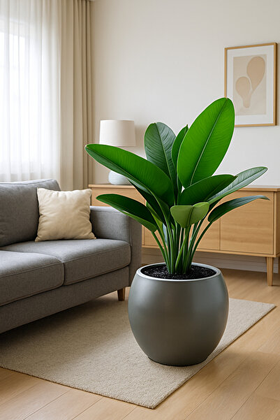 İremÇiçekçilik 30 cm Boş saksı plastik çiçek saksısı saksı küre saksı