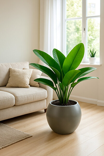 İremÇiçekçilik Boş Saksı 20 Cm Küre Saksı Plastik Saksı