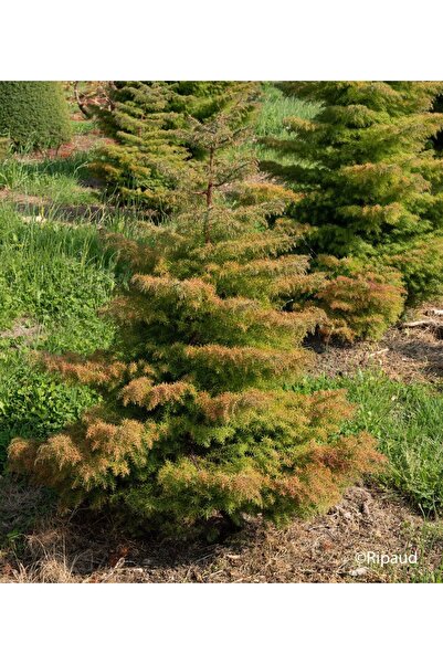 bahçevilya Cryptomeria japonica Elegans Kadife Çam fidanı 40-60 cm arası