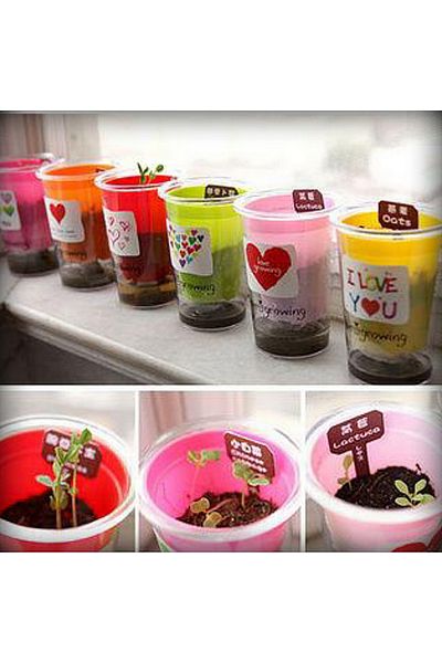 Other 1Psc The Wonder Plant A plant with a pot containing seeds that grows in a few weeks with an elegant appearance for personal interest