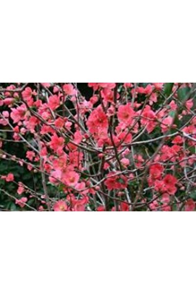 Mimoza Bahar Dalı Çiçeği Fidanı Kırmızı 20-40 cm