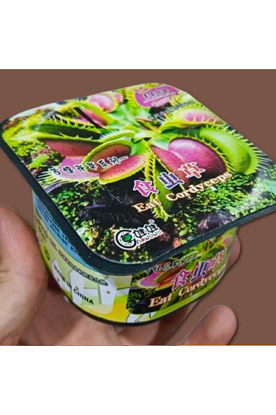 Aowawa The amazing plant Eat cordyceps, a plate that grows within weeks when watered, size 9 x 9 x 5 cm