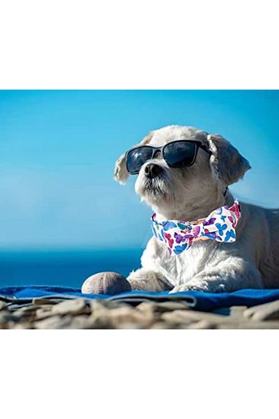 Aring Pet dog collar and bow tie set, cotton/metal, multicolor, XS