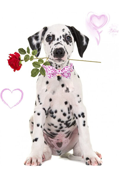 Aring Pet dog collar and bow tie set, cotton/metal, white/pink, size M