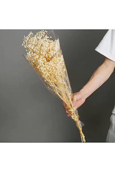 tml temalife Kuru Çiçek Doğal KREM BEYAZ Cipso 1. Kalite Şoklanmış Bozulmaz GELİN ÇİCEĞİ DEKORATİF SÜSLEME