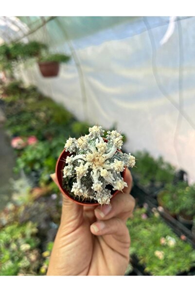 nazlı çiçekçilik astrophytum myriostigma Kaktüs