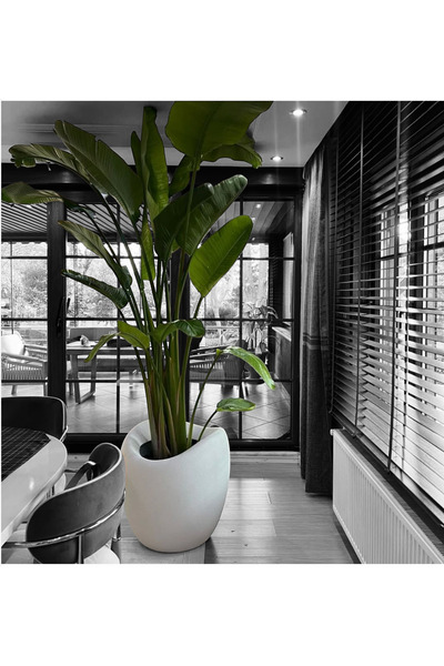 ORGANICYOU MyDecorZa FİBERGLAS BAHÇE ve EV DEKORASYONU SAKSI YUMURTA MODELİ 6...