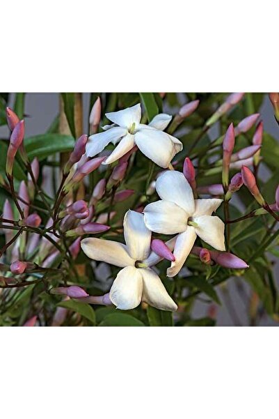 Zambak Botanik Jasminum polyanthum - Hoş Kokulu ve Gösterişli Çiçekli Pembe y...