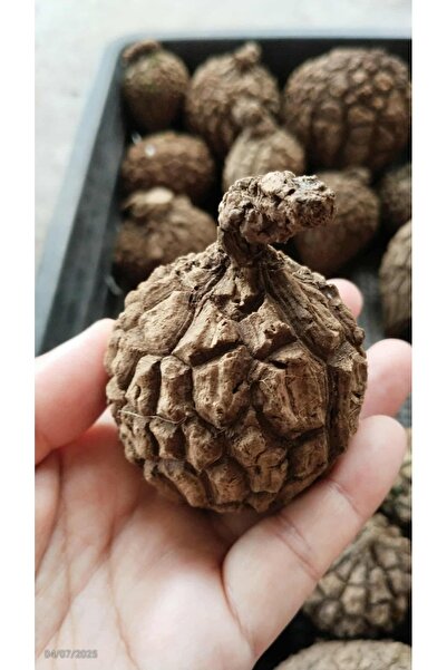 ATLANTE CACTUS Stephania suberosa - Small boy